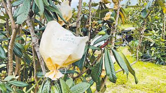 台東 枇杷太香 外來種八哥特技搶收