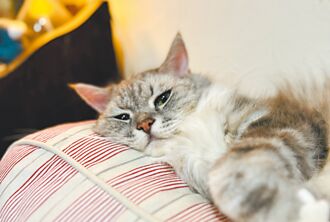 寵毛孩 超市量販餵好餵滿