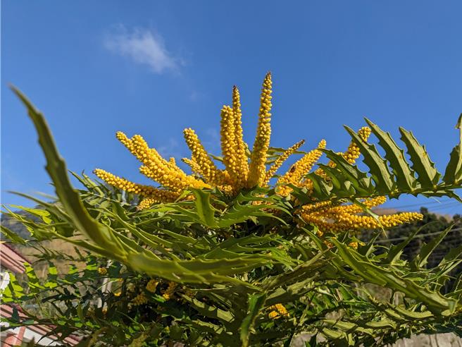 赠苗种类依据各场次适地适木挑选，阿里山及奋起湖地区提供适合中海拔区域生长的台湾特有种「阿里山十大功劳」。(林业署嘉义分署提供／吕妍庭嘉义传真)