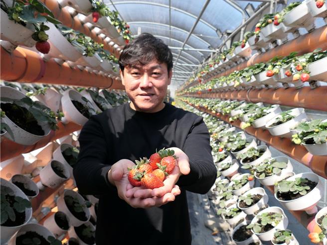 云林县褒忠乡公所与新湖合作农场共同推动「鱼塭式鱼菜共生」，25日合作农场表示去年尝试种植草莓，生长情况良好，预计可採收约1万5000颗。（张朝欣摄）