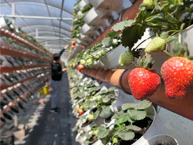 云林县褒忠乡公所与新湖合作农场共同推动「鱼塭式鱼菜共生」，25日合作农场表示去年尝试种植草莓，生长情况良好，预计可採收约1万5000颗。（张朝欣摄）