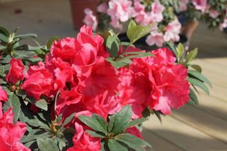 春天來了花知道！台北杜鵑花季3／1登場