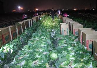 彰化大白菜價跌谷底 建商霸氣買5000顆送基隆社福單位