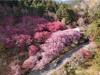 影》武陵農場櫻花盛開期！粉色花海如仙境 交管延至3／2