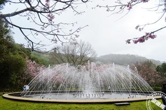陽明山花季熱鬧展開！花卉試驗中心、陽明公園賞櫻趣