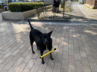 彰化民眾可申请游荡犬防追棍 首批50支 盼减少犬只追逐事件
