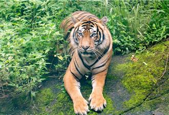聯手保育瀕危馬來虎 台北動物園雌虎Serikin赴新加坡相親