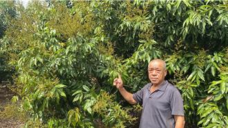 獨家》天氣助攻！高雄荔枝花海滿開 產量有望回升