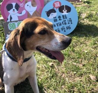 认养代替购买！苗栗动保所送超值大礼包 为毛小孩找新家