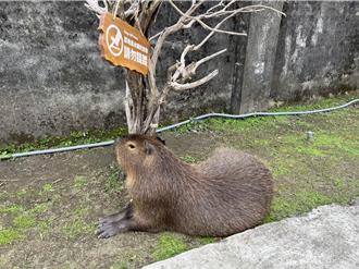 水豚、狐獴當餐廳招牌！新北餐廳非法動物展演再遭罰