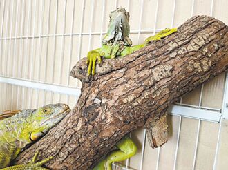 台中綠鬣蜥圍堵防線 移除236隻