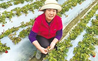 國姓草莓水傷 228採果潮無望