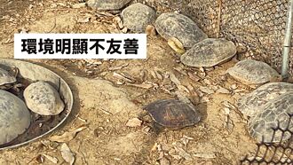 台南 環境差 台灣龜生態園區挨批