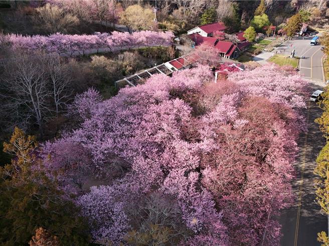 武陵農場櫻花盛開。（武陵農場提供／李京昇台中傳真）