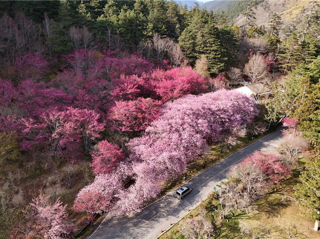 農場道路猶如櫻花隧道。（武陵農場提供／李京昇台中傳真）