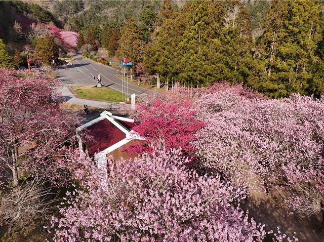 武陵農場櫻花盛開。（武陵農場提供／李京昇台中傳真）