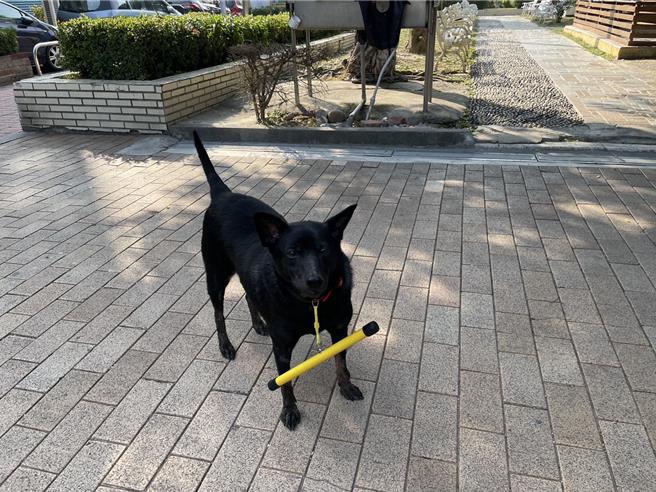 彰化县今年起试办游荡犬配挂防追矫正棍，希望减少游荡犬追车、追人事件发生。（彰化县动防所提供／叶静美彰化传真）