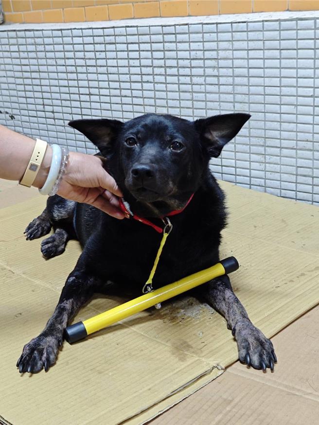 彰化县今年起试办游荡犬配挂防追矫正棍，希望减少游荡犬追车、追人事件发生。（彰化县动防所提供／叶静美彰化传真）