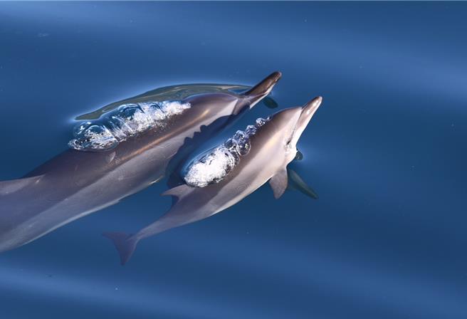 东台湾海域生态资源丰富，宜花东3县外海风景与鲸豚生态各具特色。（业者提供／王志伟花莲传真）