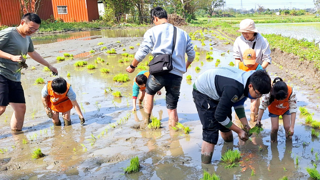 小朋友在家長、師長陪同下共同進行插秧的實作，了解生態永續的理念。(照片/東海大學提供)