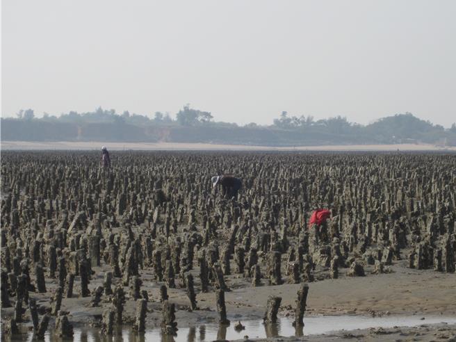 金门县政府将针对水试所辅导的石条式牡蛎养殖部分先进行溯源纳管及申报，防堵走私大陆蚵仔入境「洗产地」。（图／民眾提供）