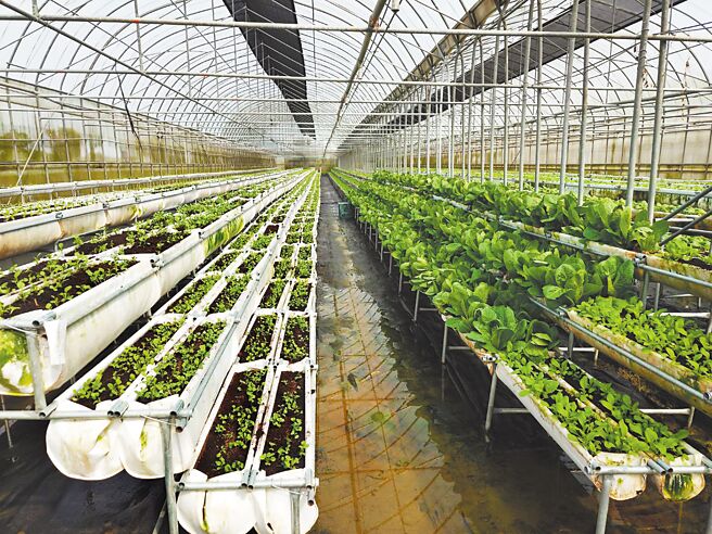 江夏农场生态系伙伴携手推动科技农业再进化；图为屏东江夏农场有机农园之智能气雾式立体植栽之大棚网室、温网室离地植栽。图／业者提供