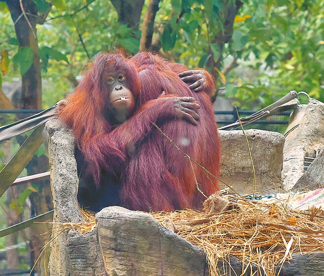 日前寒流來襲，台北市立動物園的兩隻紅毛猩猩相擁取暖，抵禦嚴冬。（本報資料照片）