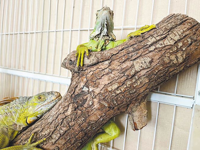 台中市2018年起在大雅、乌日与太平等区都有发现绿鬣蜥踪迹，林业保育署与台中市政府合作，近8年共移除236只绿鬣蜥。（台中市野生动物保育学会提供／李京升台中传真）