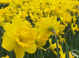 湖山綠地9000株水仙花海為何年年開花飄香？原來藏有一段小洋蔥！