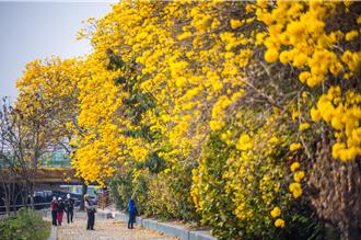 孙盛希、艾薇陪赏花 嘉市潮风铃野餐音乐市集3／8登场