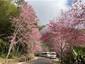 雲林草嶺石壁萬株櫻花本周爆開 228連假搭接駁車輕鬆賞花