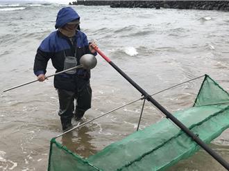 新北鰻苗禁漁期3／1開始 違者最高罰15萬