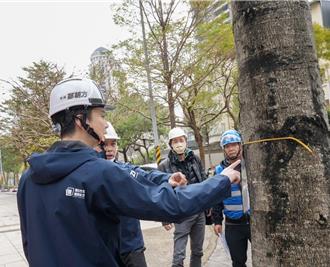 竹北掌葉蘋婆飄惡臭！公所將斥資900萬改種青楓