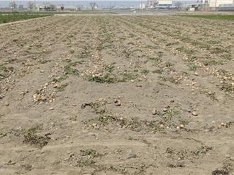 嘉義馬鈴薯災損慘重 收成不到5成 領不到天災補助原因曝