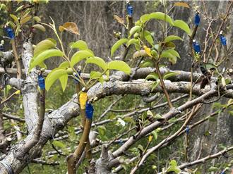 台中高接梨二度遭寒害重創 受損逾2成達災害救助標準