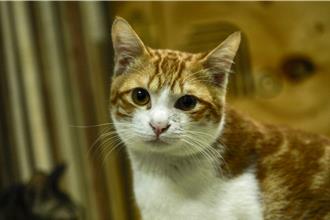 免費犬貓結紮 苑裡3／8提供狂犬病疫苗注射、晶片植入