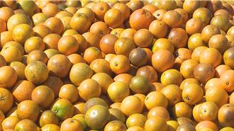 台東「晚崙西亞」柑橘產量銳減近半 每斤價格漲10至70元