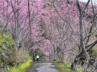 桃園北橫櫻花雨美景！下巴陵櫻木花道、昭和櫻盛開迎賓