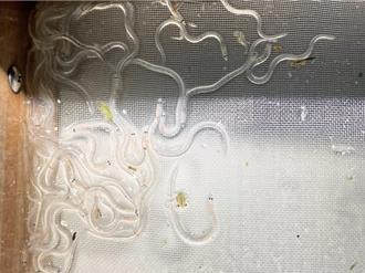 嘉義鰻苗捕撈量達96萬尾 明年鰻魚價格有望更親民