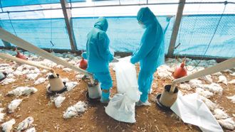 彰化土雞場染禽流感 農業部籲落實各項生物安全工作