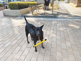 防追人车 彰化试办游荡犬挂矫正棍