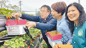 善化草莓節開跑 6園採果8折