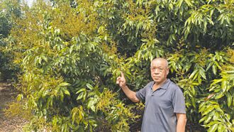 高雄 荔枝花盛開 玉荷包盼迎豐收