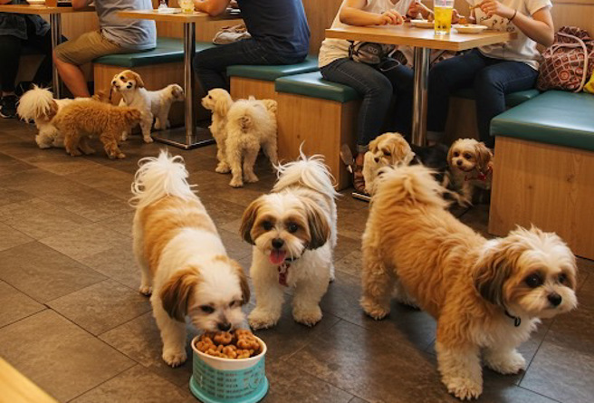 知名人氣寵物餐廳「老闆外遇女員工4年」。（示意圖、與本案無關／AI生成）