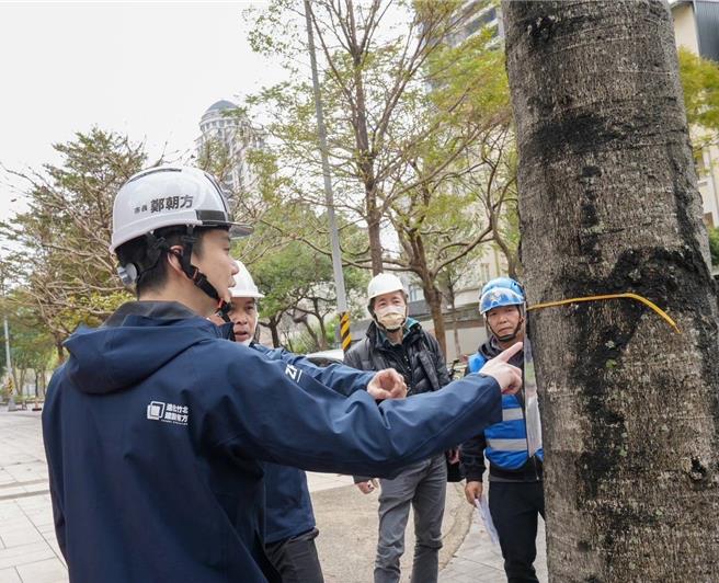 新竹高鐵區附近170棵蘋婆每逢夏季傳出陣陣臭味，相當擾民，竹北市公所砸900萬將改種不會臭的樹。（竹北市公所提供／邱立雅竹縣傳真）