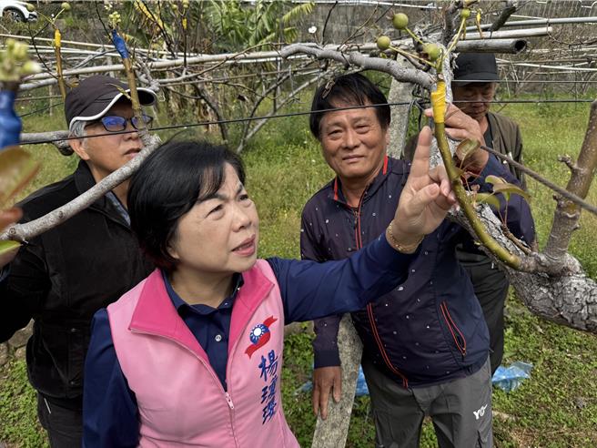 立委杨琼璎会勘后里区高接梨受损情况。（宝智华摄）