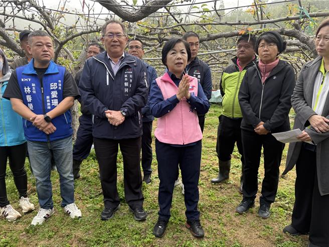 立委杨琼璎会同农政单位会勘后里区高接梨受损情况，吁请立即启动灾害现金救助机制。（宝智华摄）