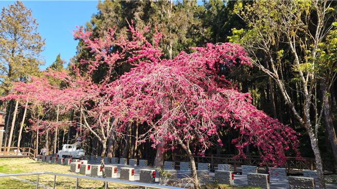 山櫻花已盛開，預計花期至3月上旬。（農業部林業及自然保育署嘉義分署提供／蔡明亘台北傳真）