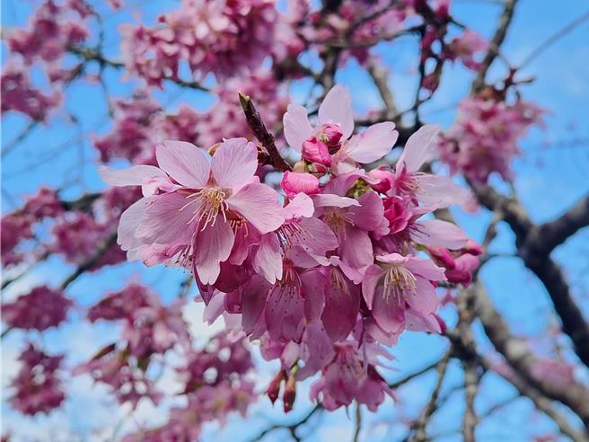 香林服務區及阿里山工作站前阿龜櫻已開花2至3成。（農業部林業及自然保育署嘉義分署提供／蔡明亘台北傳真）