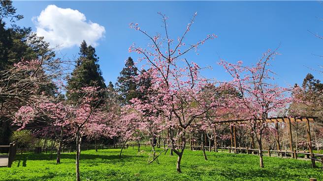 香林服務區及阿里山工作站前阿龜櫻已開花2至3成。（農業部林業及自然保育署嘉義分署提供／蔡明亘台北傳真）